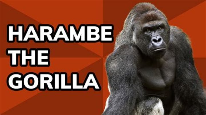 Harambe or not harambe! /spuːfIT/