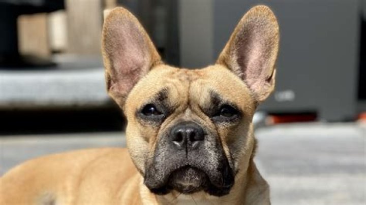 Has my Frenchie been bred before or in heat? r/FrenchiesForSale