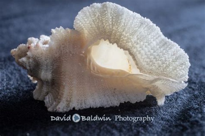 Hawaiian seashells Kona family and portrait photographer Big Island Hawaii