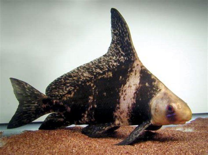 Hi Fin Banded Sharks Available Now Blue Ridge Koi & Goldfish