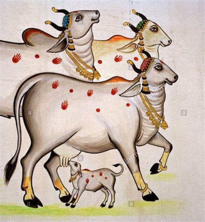 HOLY MILK, HOLY COW! Messages From Grace