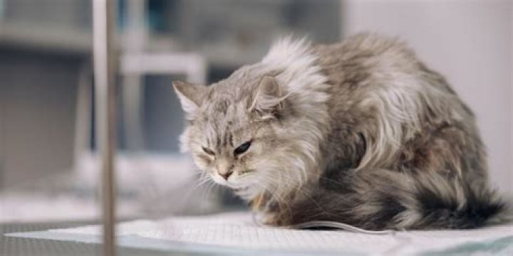 House cat suffering from Myostatinrelated muscle hypertrophy a rare