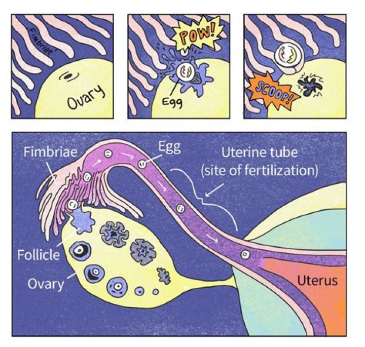 How Are Salmon Eggs Fertilized They microinjected the transgene into