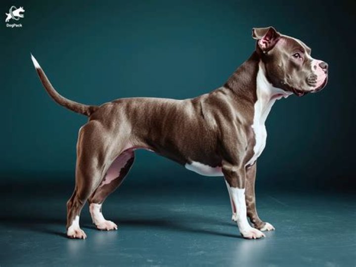 How Bad Are Pit Bull Attacks? Golden Bailey Dogs