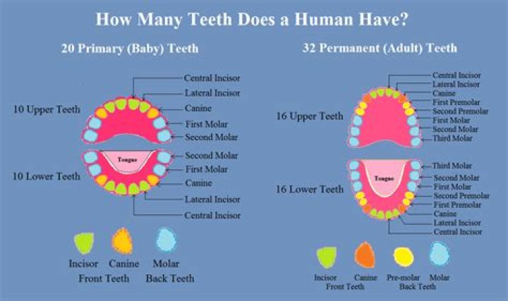 How Many Teeth Does a Wolf Have? Nature Blog Network
