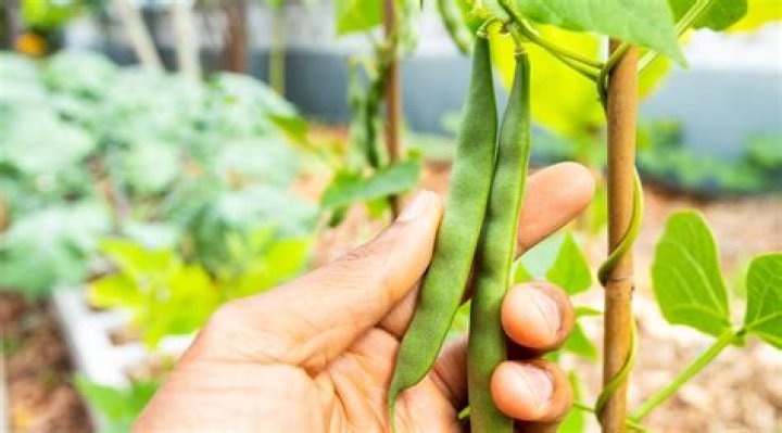 How Tall Are Beans From Airrack? Future Starr