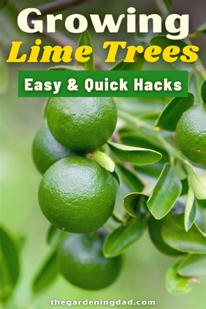 How To Grow A Lime Tree From Seed In Posts The Gardening Dad in 2020