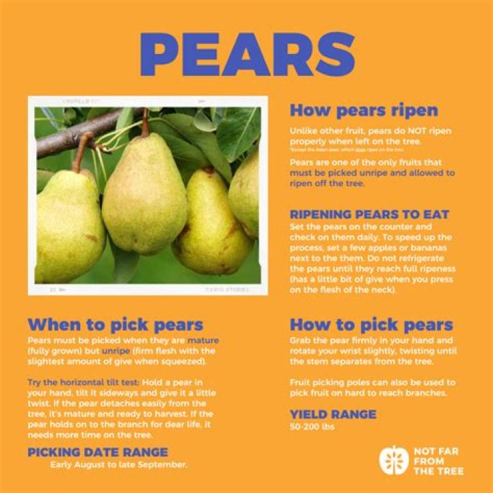 How To Ripen Pears Quickly and Easily Fine Dining Lovers