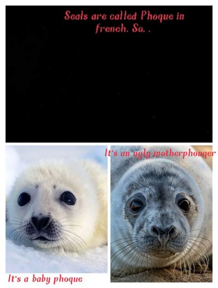 How To Say Seal In French MeaningKosh