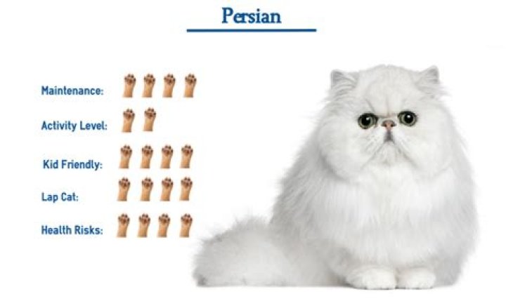 How to Spot a Persian and Other Observations Comedian Maz Jobrani