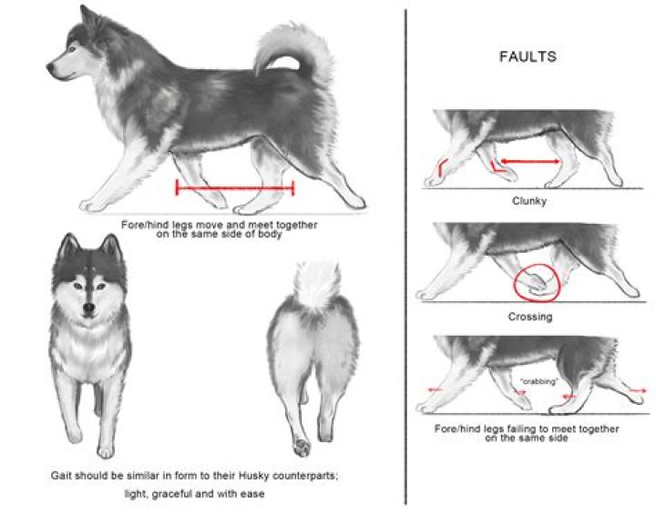 Husky Body Type Female