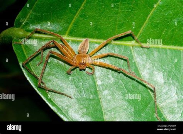 Indonesia Bali Spider 2 Spiders (order Araneae) are &hellip; Flickr