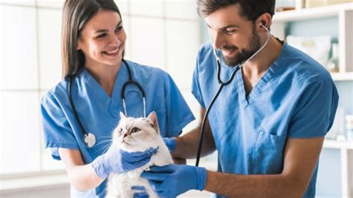 Innovations And Insights In Veterinary Practice News