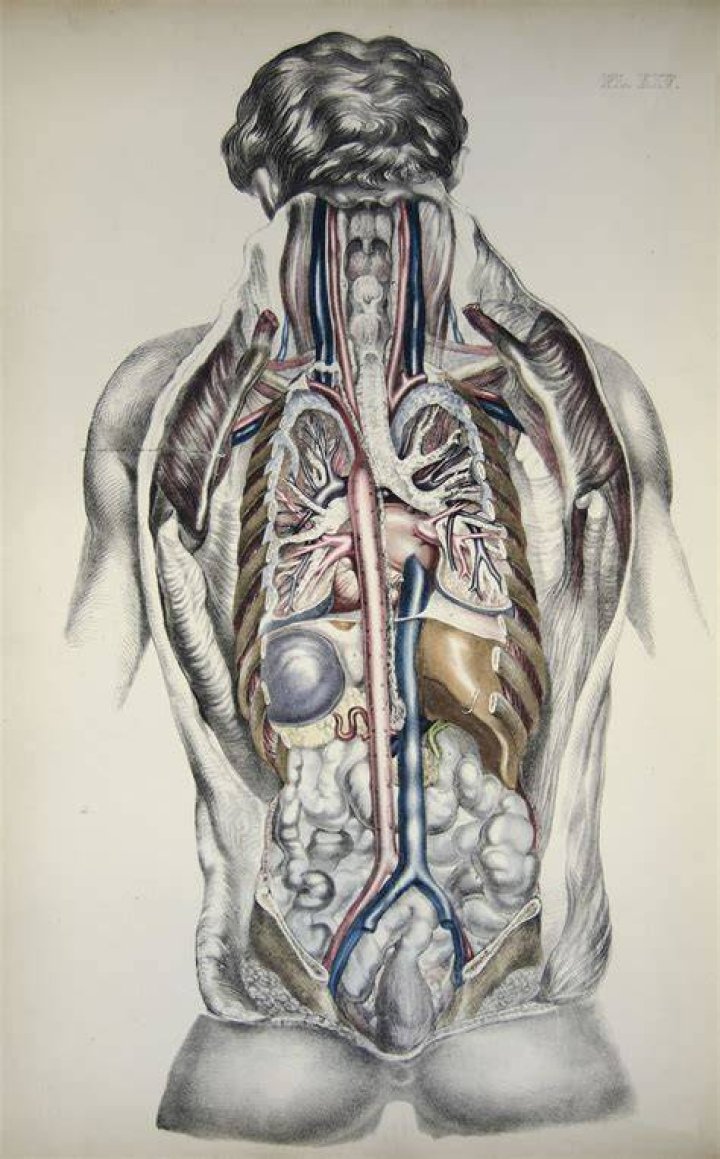 internal organs (rear view) Plate 14 from Medical anatomy;&hellip; Flickr
