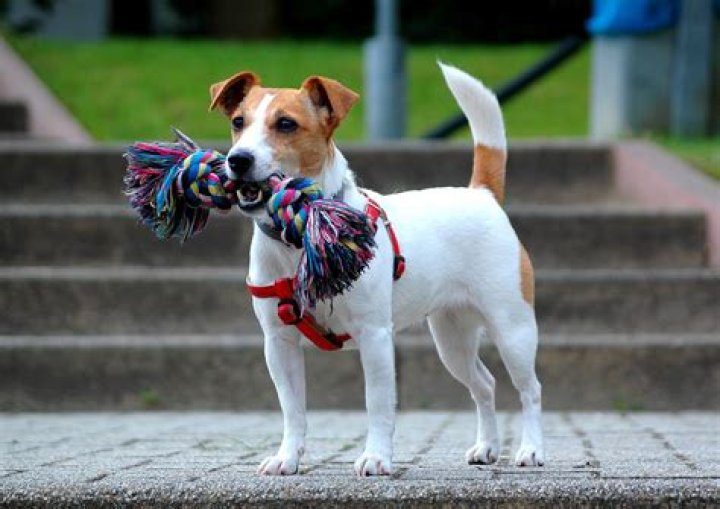 Jack Russell Terrier All The Facts An Owner Needs Animal Corner