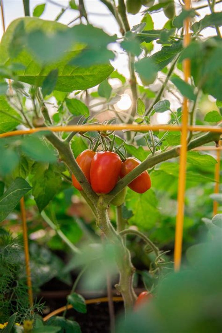 Jill Benjamin Rotten Tomatoes