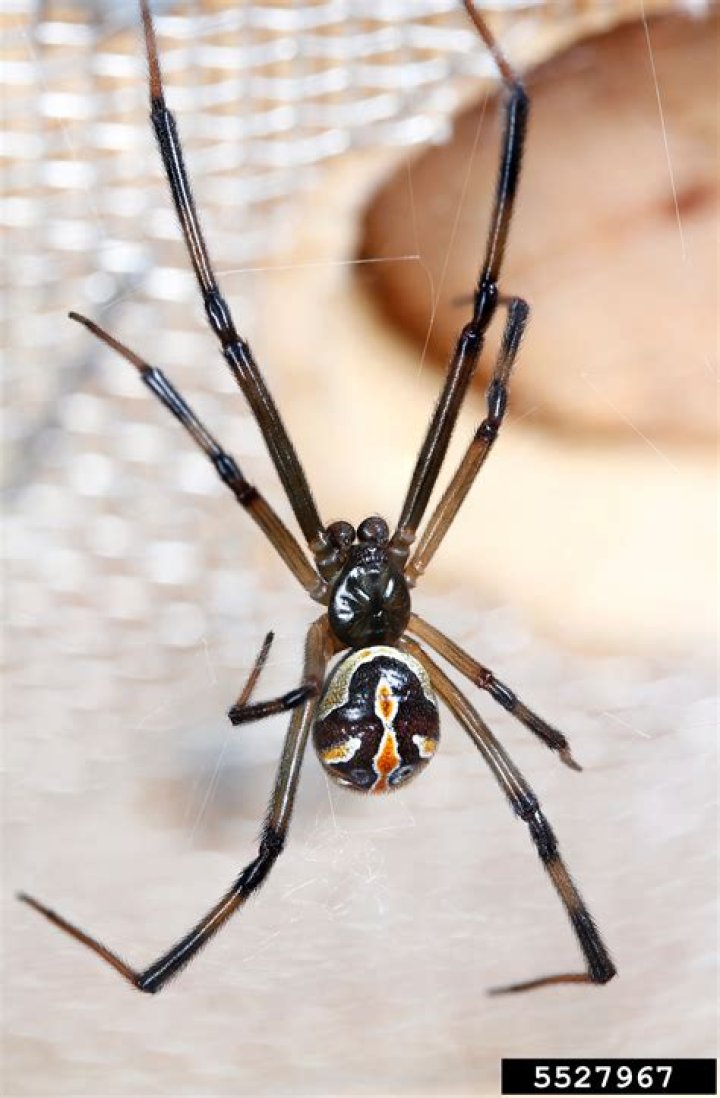 Juvenile black widow images