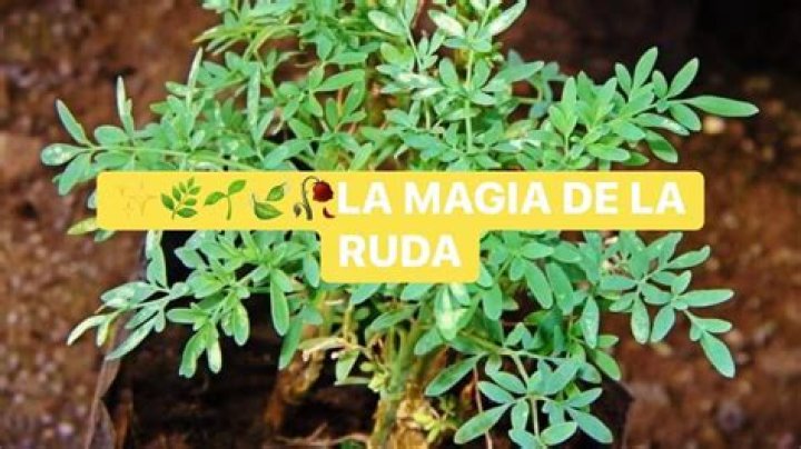 La magia de la ruda la planta que debes tener en casa. Estilo con Salud
