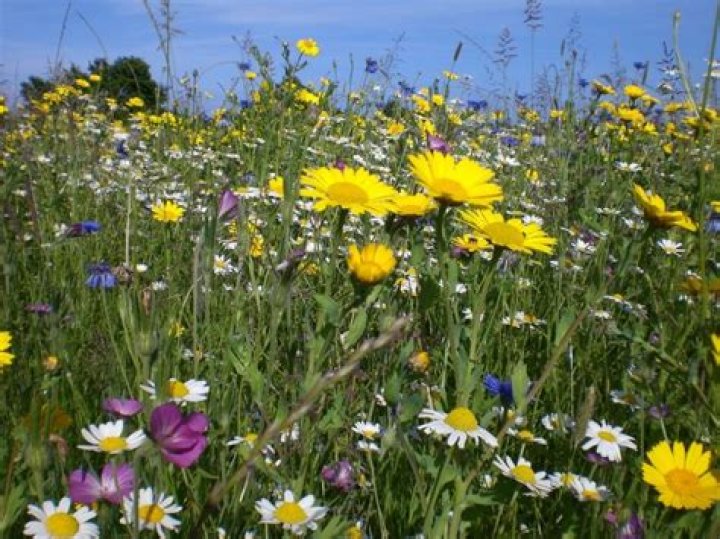 LAS FLORES SILVESTRES M&Aacute;S COMUNES PARA TU JARD&Iacute;N