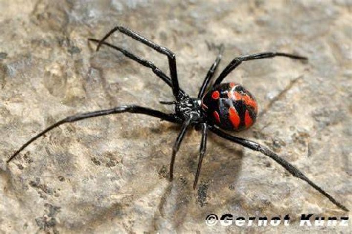 Latrodectus mactans Alchetron, The Free Social Encyclopedia