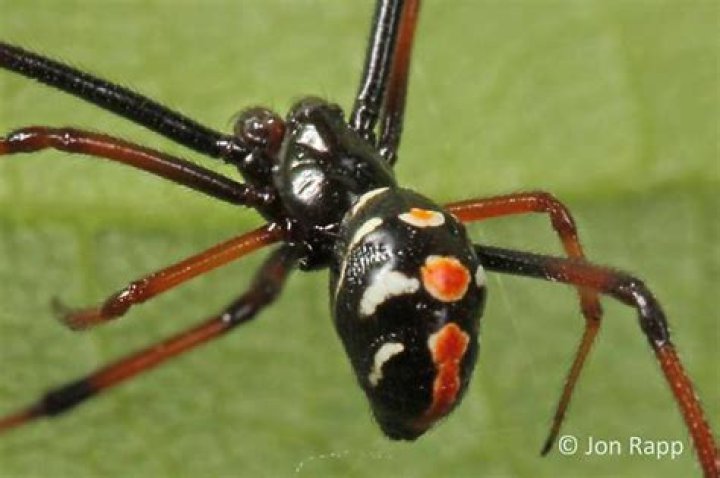 Latrodectus variolus (Northern Black Widow) in Athens, United