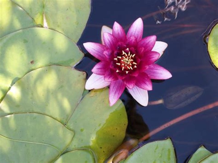 Let Lily Kwong&mdash;and a Mountainful of Orchids&mdash;Resensitize Your Cold, Dead