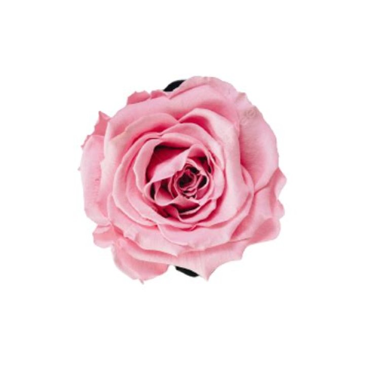Linda Flor Rosa Vetor PNG , Flor, Vetor Flor Rosa, Rosa Imagem PNG e