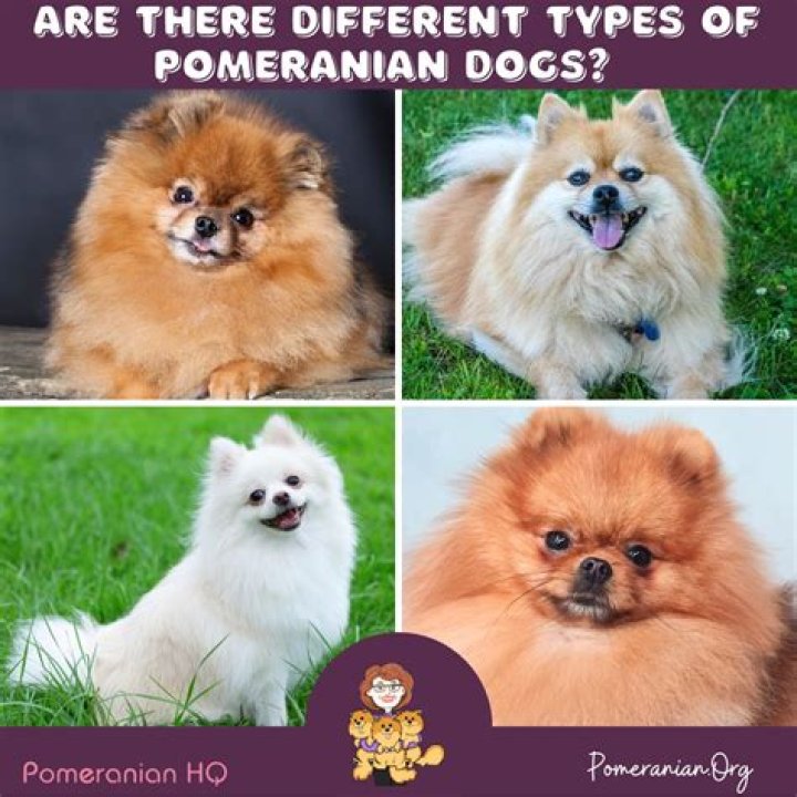 List Of Pictures Of Pomeranian Puppies White 2022 Naturalium