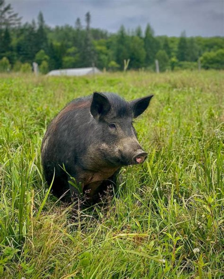 Longest Acres Farm Chelsea VT