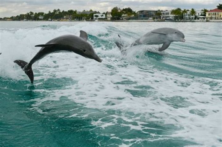 Look Dolphins Reportedly Have Wild Game Plan On Sunday The Spun