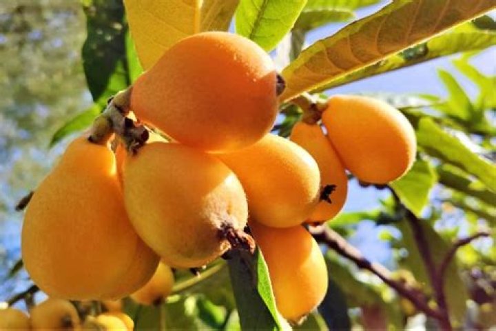 Loquats and milk. If the hat fits...