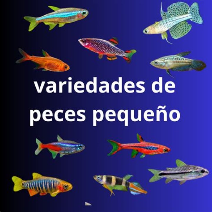 Los 10 mejores peces para su acuario de agua dulce Peces y Peceras