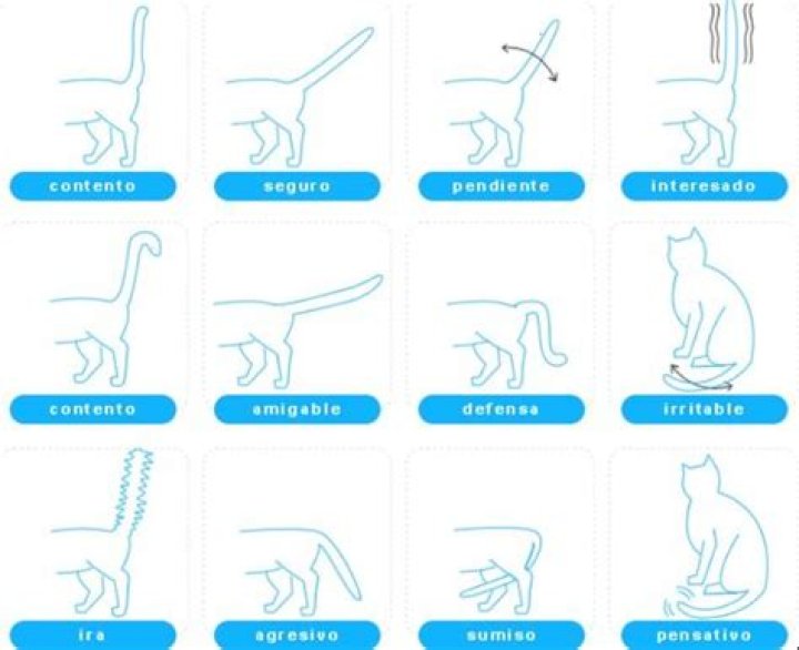 Los Siete Quiebres Del Gato Envenenado YouTube