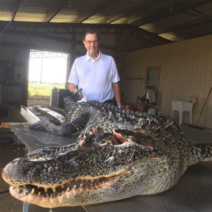 Louisiana Gator Hunt Petersen's Hunting