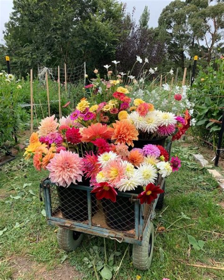 Mailman Woodend Flower Farm