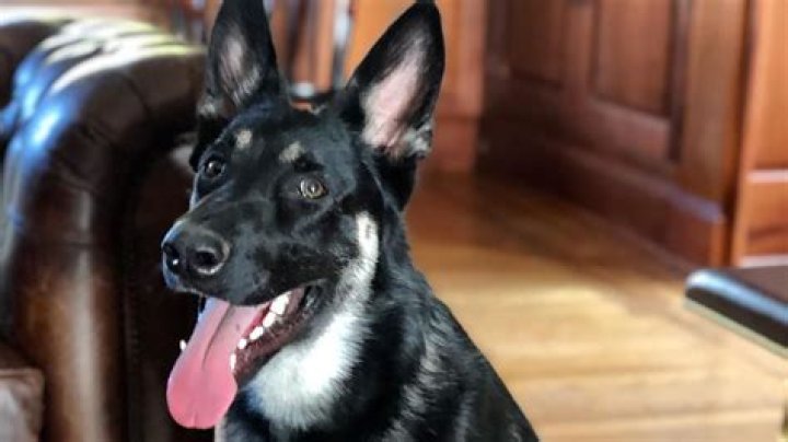 Major Biden Future first dog to get virtual 'indoguration' CNN