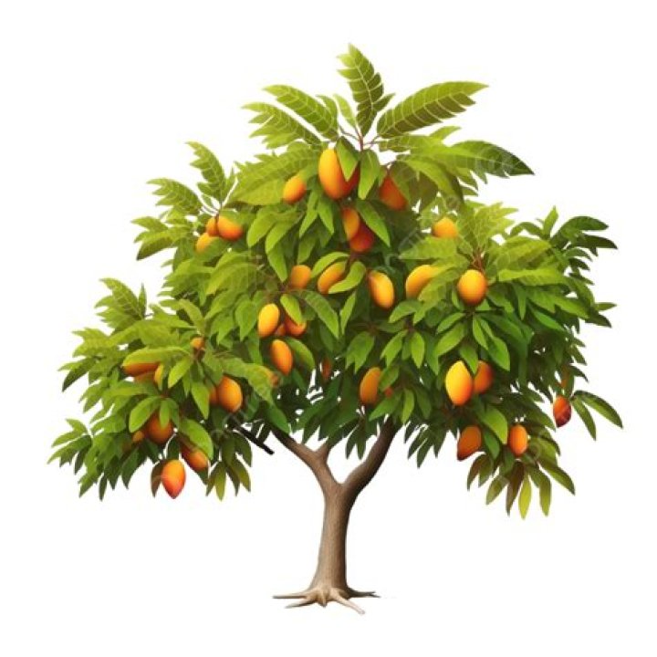 Mango Illustration Hd Transparent, Mango Tree Illustration, Tree, Tree