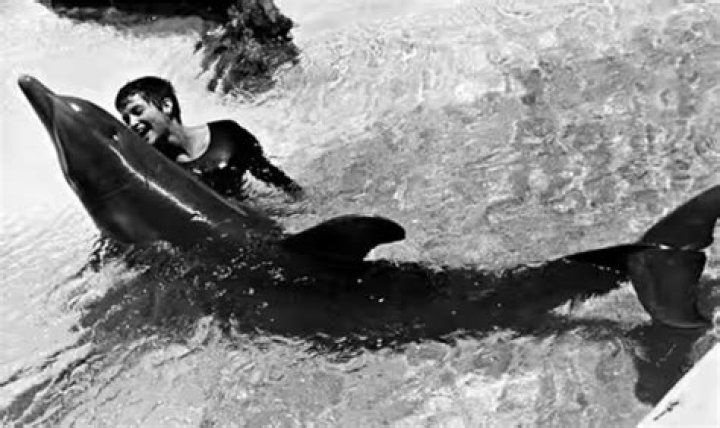 Margaret Howe Lovatt The Woman Who Fell in Love with a Dolphin