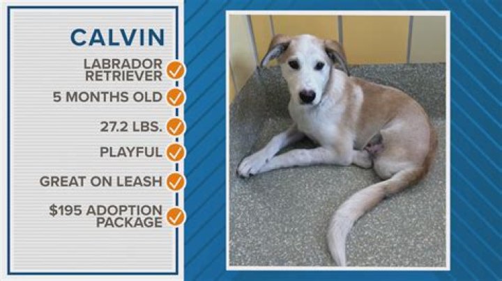 Meet Calvin The Lovable but Mischievous Neighbor of 227