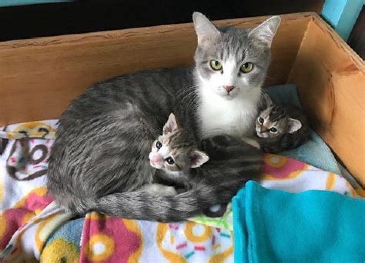 Meet the Youngest Old Cat Lady CatCon Worldwide
