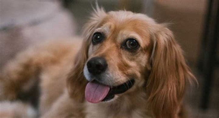 Mezcla de Golden Retriever Dachshund Donde peque&ntilde;o se encuentra con