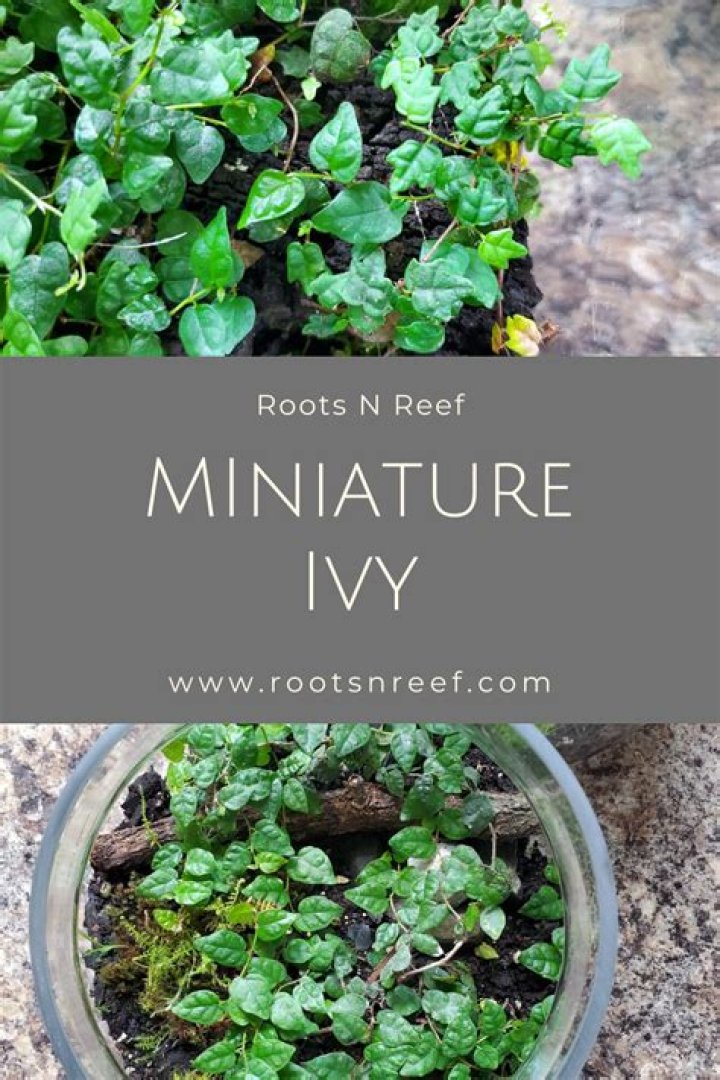 Miniature Ivy Ivy plant, Tiny plants, Plants