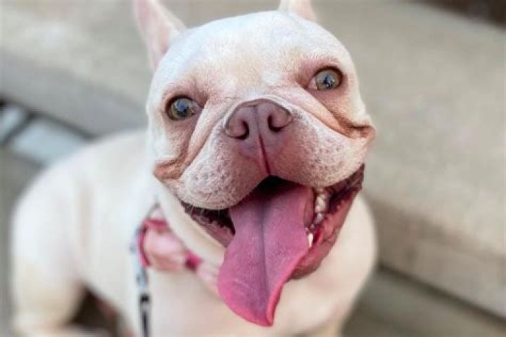 Missing Pregnant Frenchie Has Been Found, Reunited With Owner