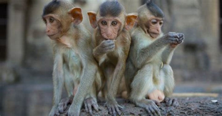 Monkeys Built to Mimic AutismLike Behaviors May Help Humans The New