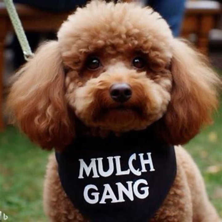 Mulch Dog mulchgang Mulch Gang for Life Know Your Meme