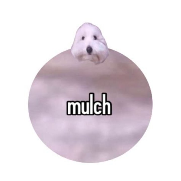 mulch dog orbular Mulch Gang for Life Know Your Meme