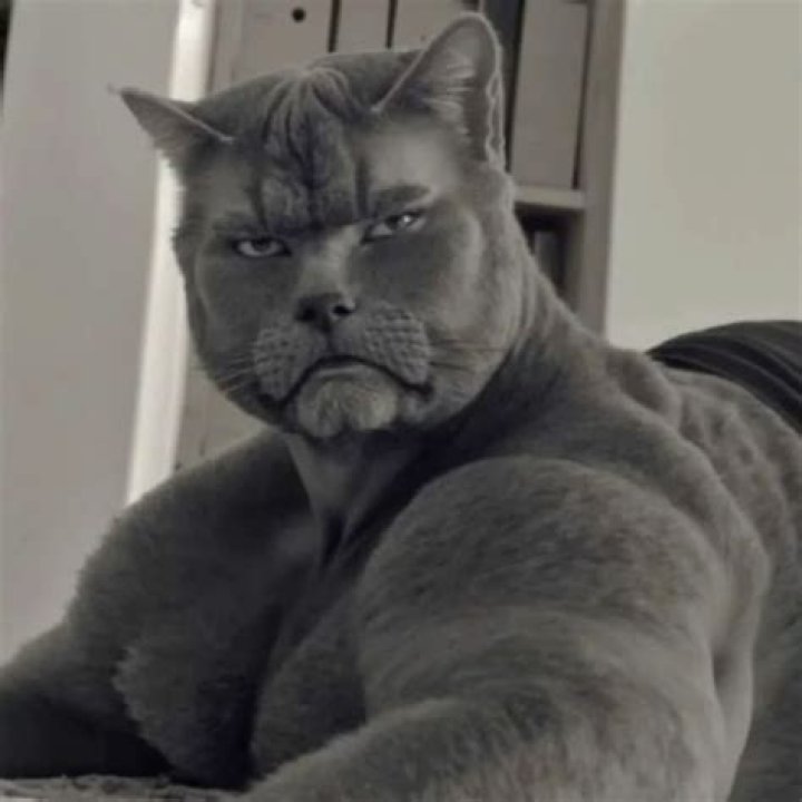 Muscle cat Know Your Meme