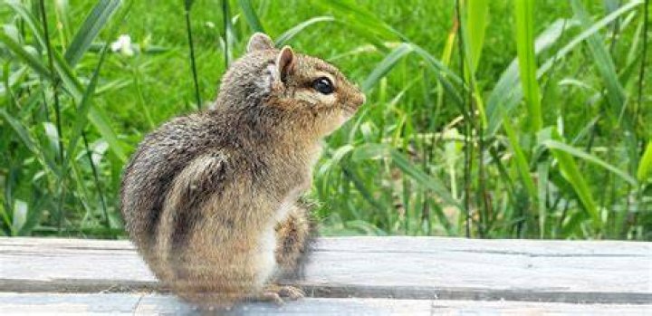 my first chipmunk oc Xavior by XaviorKE on DeviantArt