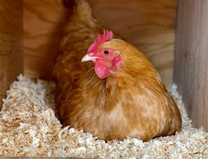 My Pet Chicken