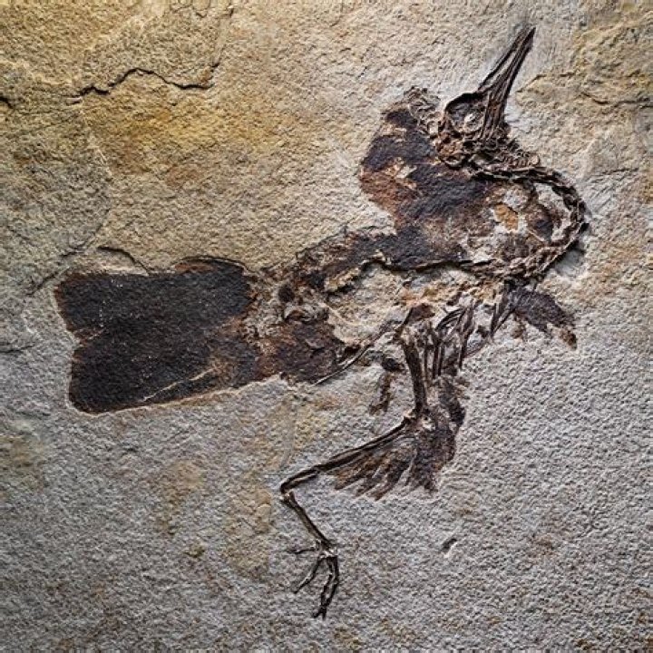 Oldest fossil of modern bird identified by scientists Jersey Evening Post